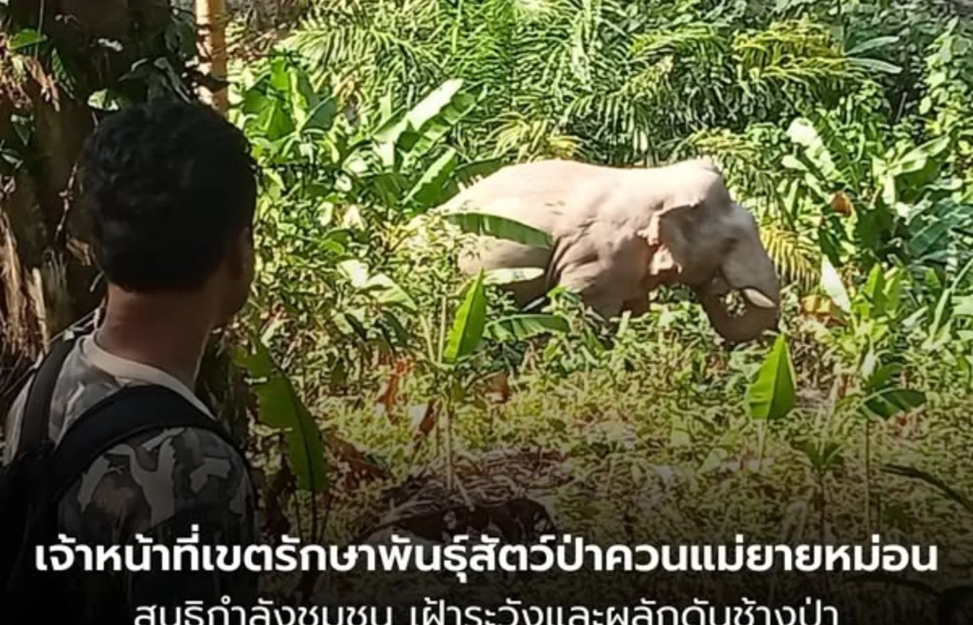 ภาพสถานที่จริง เขตรักษาพันธุ์สัตว์ป่าควนแม่ยายหม่อน TH-0698